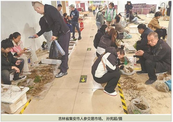 易方达证券 东北这个边境小城，人参产值要达到300亿元！